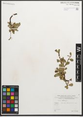 Foto von Salix retusa L.